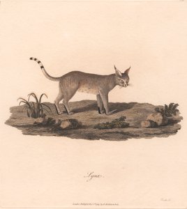 Ilves