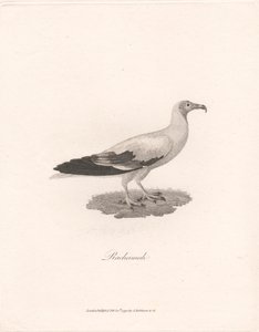 Rachamah tekijältä James Heath