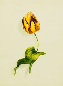 Papukaija tulppaani, 1826 tekijältä James Holland