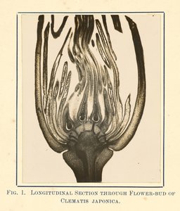 [Näkymä Clematis Japonica - pitkittäisleikkaus] tekijältä James Hornell