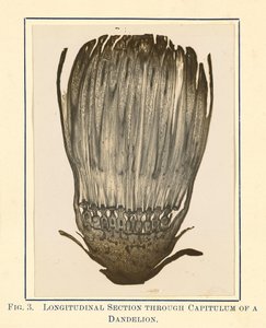 [Näkymä voikukkakasvista - pitkittäisleikkaus] tekijältä James Hornell