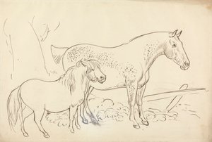 Hevonen ja poni