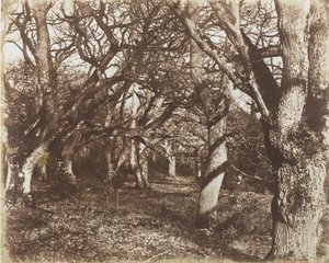 Kurkistus Leigh Woodsissa, 1853-56.