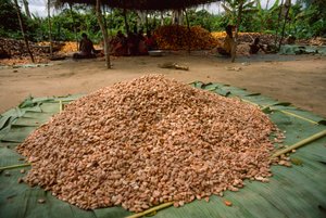 Suuri kasa kaakaopapuja (suku: Theobroma, laji: cacao), jotka ovat jo... tekijältä James L Stanfield