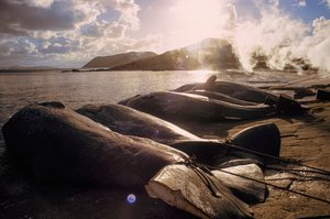 Teurastettuja valaita on rannalla metsästyksen jälkeen. FRENCHMAN BAY LÄHELLÄ ALBANYA, LÄNSI... tekijältä James L Stanfield
