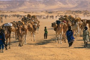 Suolakamellikaravaani Fachin ulkopuolella. LÄHELLÄ FACHIA, NIGER.