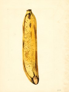 Banaani (Musa) (akvarelli)