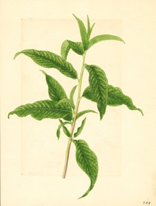 Elberta Persikkapuun ( Prunus persica: Elberta) vihreiden lehtien oksa (akvarelli)