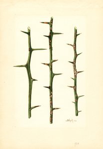 Citrus Canker on Orange kasvin varsi (Poncirus trifoliata) (vesiväri)