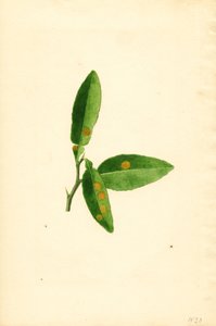 Sairastunut appelsiinipuun lehti (Citrus aurantium) (akvarelli)