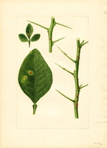 Sairastunut appelsiinipuun lehti ja oksa (Poncirus trifoliata) (akvarelli) tekijältä James Marion Shull