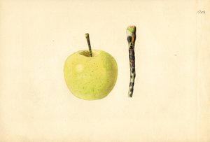 Kultainen omena ( Malus domestica) (akvarelli)