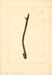 Appelsiinipuun oksa (Citrus sinensis: Valencia) (akvarelli)