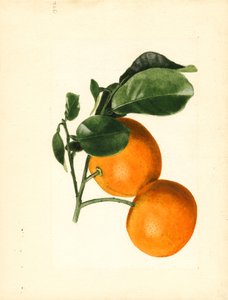 Appelsiinit (Citrus aurantium: Hapan x 2/3) (akvarelli) (vesiväri)
