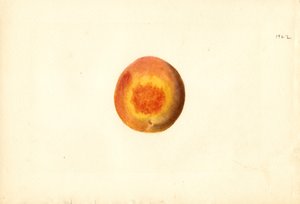 Persikka ( Prunus persica: Elberta) (akvarelli)