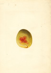Persikka ( Prunus persica: Elberta) (akvarelli)
