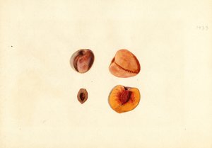 Persikat ( Prunus persica: Hutchkins) (vesiväri)