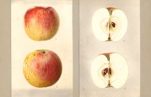Wilson Kesäkuun omenat (Malus domestica) (vesiväri)