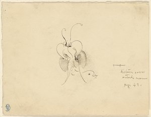 Perhonen tekijältä James McNeill Whistler