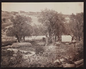 Getsemane [Jerusalem. Getsemanen puutarha] tekijältä James Robertson