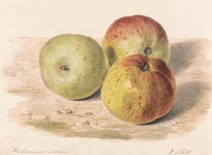 The Summer Lodden, syyskuu 1832: Asetelmatutkimus kolmesta omenasta