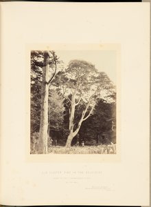 Vanha Cluster Pine Belvideressä tekijältä James Sinclair, 14th Earl of Caithness