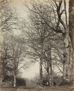 Kuningatar Adelaiden pyökki tekijältä James Sinclair, 14th Earl of Caithness