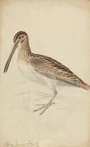 Snipe tekijältä James Sowerby