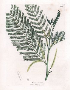 Akaasia cachou tai cachoutier - Catechu, Acacia catechu. Käsinvärinen kuparikaiverrus James Sowerbyn kasvitieteellisestä kuvituksesta William Woodvillesta ja Sir William Jackson Hookerin "" Medical Botany" -teoksesta, John Bohn, Lontoo tekijältä James Sowerby