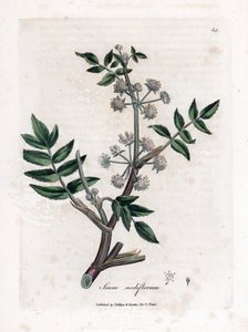 Ache false vesikrassi - Hiipivä vesipalsternakka, Sium nodiflorum. Käsinvärinen kuparilevykaiverrus James Sowerbyn kasvitieteellisestä kuvituksesta William Woodvillesta ja Sir William Jackson Hookerin "" Medical Botany" -teoksesta, John Bohn, Lontoo tekijältä James Sowerby