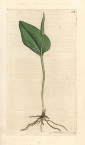 Adderin kieli, Ophioglossum vulgatum (Ophioglossum) Käsinvärinen kuparilevykaiverrus James Sowerbyn piirustuksen jälkeen James Smithin Englannin kasvitieteestä Lontoossa tekijältä James Sowerby