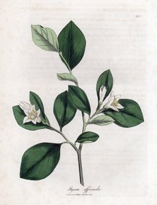 Aliboufier - Storax, Styrax officinalis. Käsinvärinen kuparilevykaiverrus James Sowerbyn kasvitieteellisestä kuvituksesta William Woodvillesta ja Sir William Jackson Hookerin "" Medical Botany" -teoksesta, John Bohn, Lontoo tekijältä James Sowerby