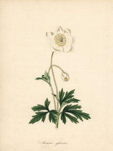Poranterät anemone - Lumikellovuokko, Anemone sylvestris. Otettu James Sowerbyn kuvituksesta William Curtisin "Botanical Magazinessa". C. Chabotin käsinvärinen sinkografi, jonka on piirtänyt neiti M. A. Burnett kirjastaan "" Plantae Utiliores: or Illus tekijältä James Sowerby