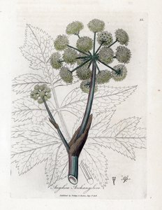 Angelique true tai officinal tai arkkienkeli - Garden Angelica, Angelica archangelica. Käsinvärinen kuparilevykaiverrus James Sowerbyn kasvitieteellisestä kuvituksesta William Woodvillesta ja Sir William Jackson Hookerin "" Medical Botany"," John Bohn, tekijältä James Sowerby