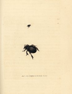 Aphodius arenarius -kuoriainen (Scarabaeus ovalis). James Sowerbyn käsinvärinen kuparikaiverrus The British Miscellanysta tai värillisiä hahmoja uusista, harvinaisista tai vähän tunnetuista eläimistä. tekijältä James Sowerby