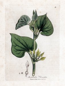 Aristoloche clematite - Kiipeilysyntynyt, Aristolochia clematitis. Käsinvärinen kuparilevykaiverrus James Sowerbyn kasvitieteellisestä kuvituksesta William Woodvillesta ja Sir William Jackson Hookerin "" Medical Botany" -teoksesta, John Bohn, Lontoo tekijältä James Sowerby