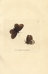 Arran brown, Erebia ligea (Papilio ligea). James Sowerbyn käsinvärinen kuparikaiverrus The British Miscellanysta tai värillisiä hahmoja uusista, harvinaisista tai vähän tunnetuista eläimistä. tekijältä James Sowerby