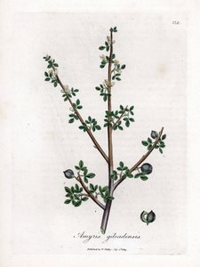 Balsam of Mecca tai Balsam of Galaad - Balsam of Mecca, Commiphora Gileadensis. Käsinvärinen kuparilevykaiverrus James Sowerbyn kasvitieteellisestä kuvituksesta William Woodvillesta ja Sir William Jackson Hookerin "" Medical Botany" -teoksesta, John Bohn, 
