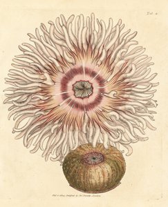 Beadlet anemone, Actinia equina. James Sowerbyn käsinvärinen kuparikaiverrus The British Miscellanysta tai värillisiä hahmoja uusista, harvinaisista tai vähän tunnetuista eläimistä. tekijältä James Sowerby