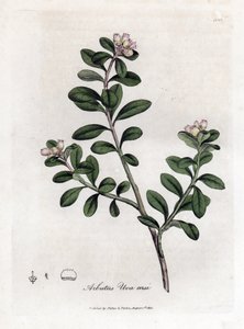 Karhurypäle tai karhumarja - Jäljellä oleva arbutus tai karhumarja, Arctostaphylos uva-ursi. Käsinvärinen kuparikaiverrus James Sowerbyn kasvitieteellisestä kuvituksesta William Woodvillesta ja Sir William Jackson Hookerin "" Medical Botany" -teoksesta, Jo tekijältä James Sowerby