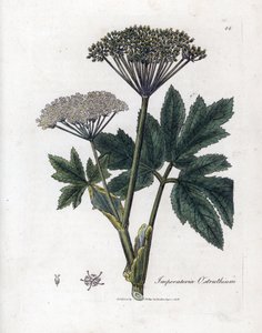 Bentsoiini tai Imperatory - tavallinen mestarijuuri, Imperatoria ostruthium. Käsinvärinen kuparilevykaiverrus James Sowerbyn kasvitieteellisestä kuvituksesta William Woodvillesta ja Sir William Jackson Hookerin "" Medical Botany" -teoksesta, John Bohn, Lon tekijältä James Sowerby