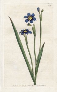 Bermudilainen kapeilla lehdillä - James Sowerbyn (1757-1822) litografia, William Curtisin (1746-1799) kasvitieteellinen aikakauslehti tekijältä James Sowerby