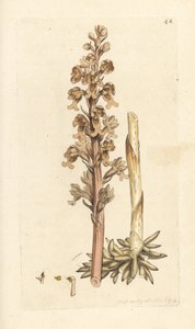Linnunpesäorkidea, Neottia nidus-avis (Linnunpesi ophrys, Ophrys nidus-avis). Käsinvärinen kuparikaiverrus James Sowerbyn kuvituksen jälkeen James Smithin Englannin kasvitieteellisestä lehdestä Lontoossa tekijältä James Sowerby