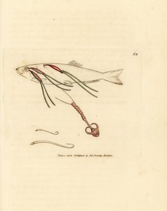 Veriä ruokkiva hampaiden loinen suihkesilmässä, Lernaeenicus sprattae (Lernaea sprrattae). Ja toinen outo mato löydetty osterinkuoresta. James Sowerbyn käsinvärinen kuparikaiverrus The British Miscellanysta tai värilliset hahmot uusista, harvinaisista, tekijältä James Sowerby