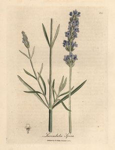 Sinikukkainen laventeli, Lavandula spica