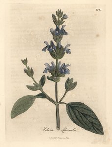 Sinikukkainen salvia, Salvia officinalis tekijältä James Sowerby