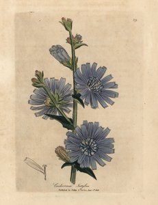 Sinikukkainen villisukkari tai sikuri, Cichorium intybus