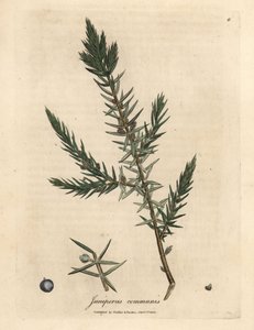 Tavallisen katajan, Juniperus communis, oksa ja marjat tekijältä James Sowerby