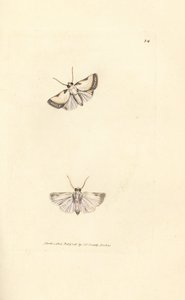 Brixton Beauty, Acontia nitidula (Phalaena catena). James Sowerbyn käsinvärinen kuparikaiverrus The British Miscellanysta tai värillisiä hahmoja uusista, harvinaisista tai vähän tunnetuista eläimistä. tekijältä James Sowerby
