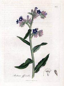 Bugloss officinale - Bugloss, Anchusa officinalis. Käsinvärinen kuparilevykaiverrus James Sowerbyn kasvitieteellisestä kuvituksesta William Woodvillesta ja Sir William Jackson Hookerin "" Medical Botany" -teoksesta, John Bohn, Lontoo tekijältä James Sowerby